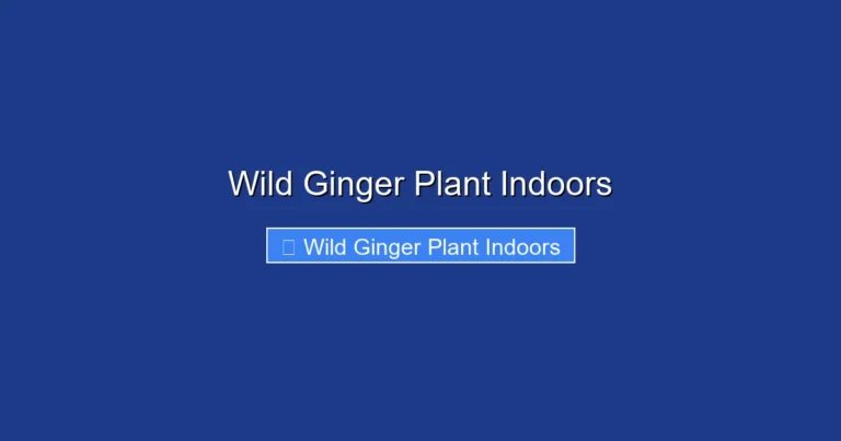 Wild Ginger Plant Indoors