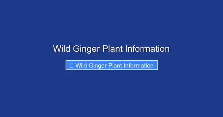 Wild Ginger Plant Information