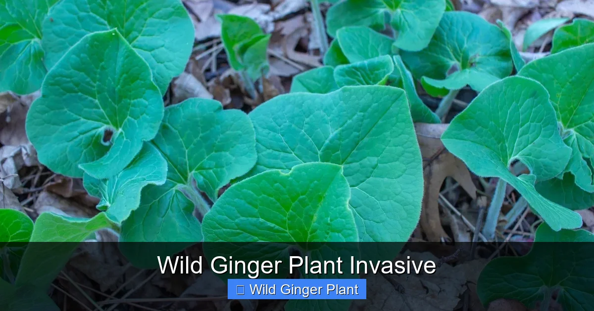 Wild Ginger Plant Invasive