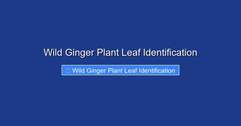 Wild Ginger Plant Leaf Identification