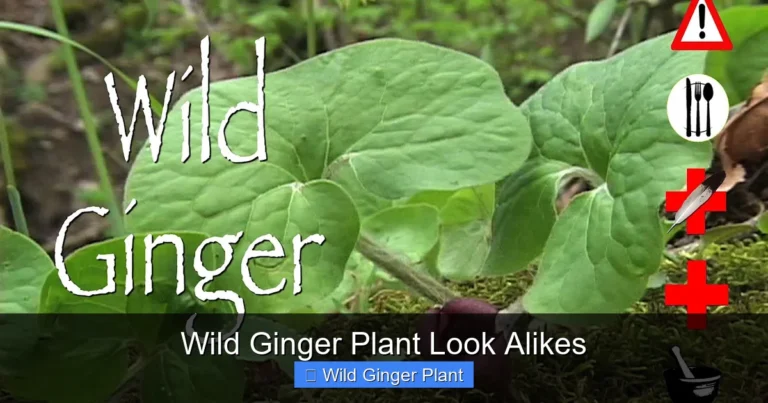 Wild Ginger Plant Look Alikes