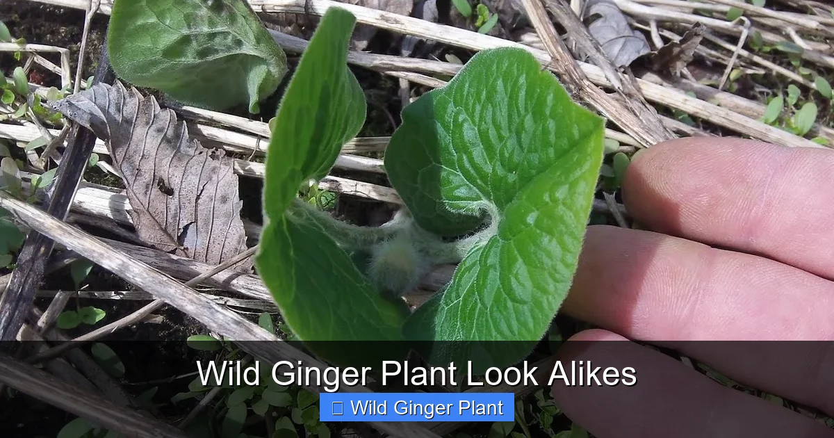 Wild Ginger Plant Look Alikes