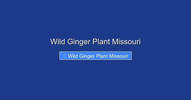 Wild Ginger Plant Missouri