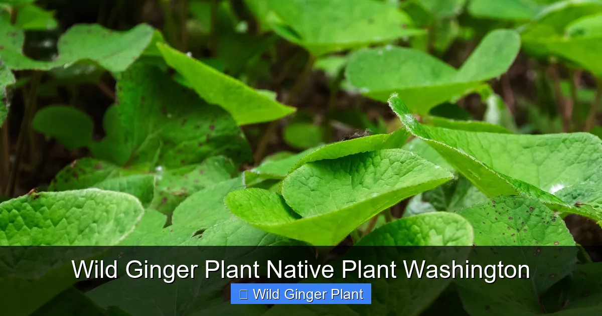 Wild Ginger Plant Native Plant Washington
