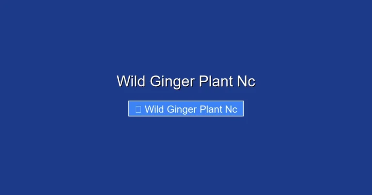Wild Ginger Plant Nc