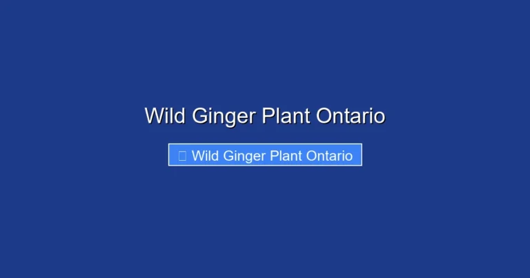 Wild Ginger Plant Ontario