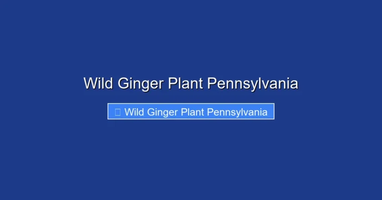 Wild Ginger Plant Pennsylvania