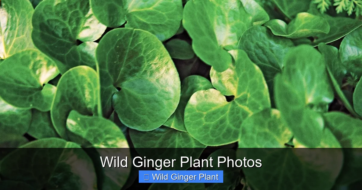 Wild Ginger Plant Photos