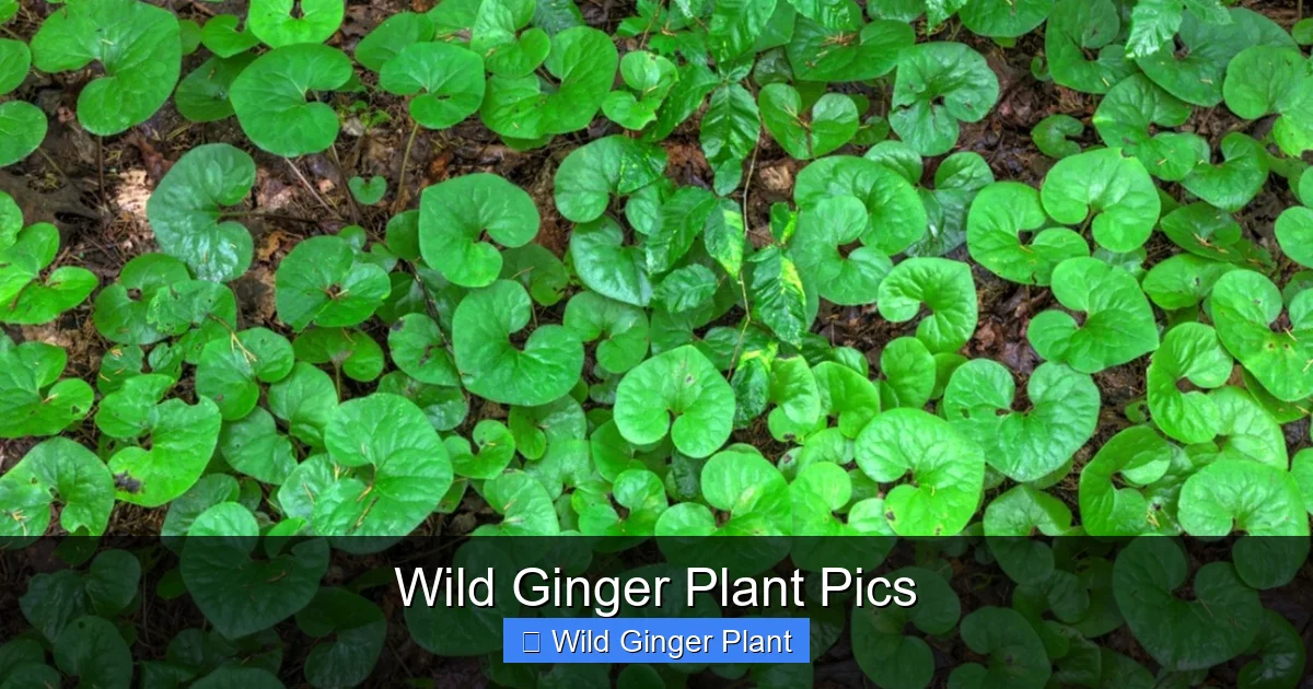 Wild Ginger Plant Pics