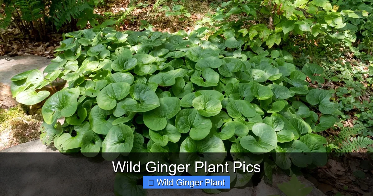 Wild Ginger Plant Pics