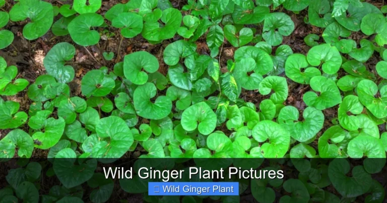 Wild Ginger Plant Pictures