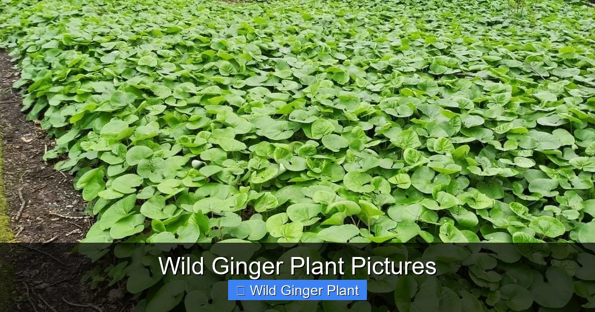 Wild Ginger Plant Pictures