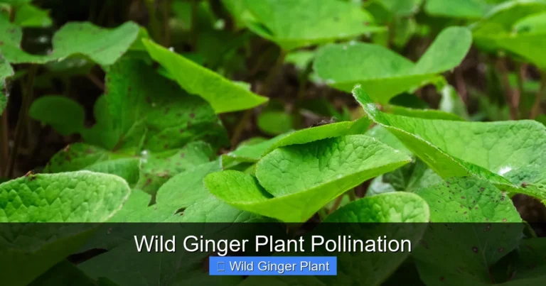 Wild Ginger Plant Pollination