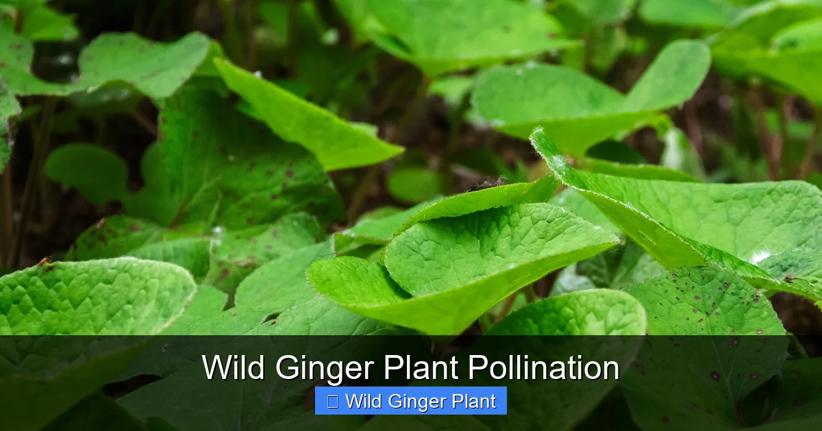 Wild Ginger Plant Pollination