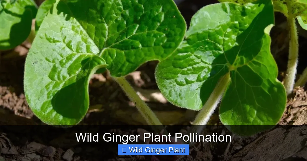 Wild Ginger Plant Pollination
