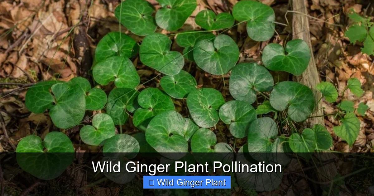 Wild Ginger Plant Pollination