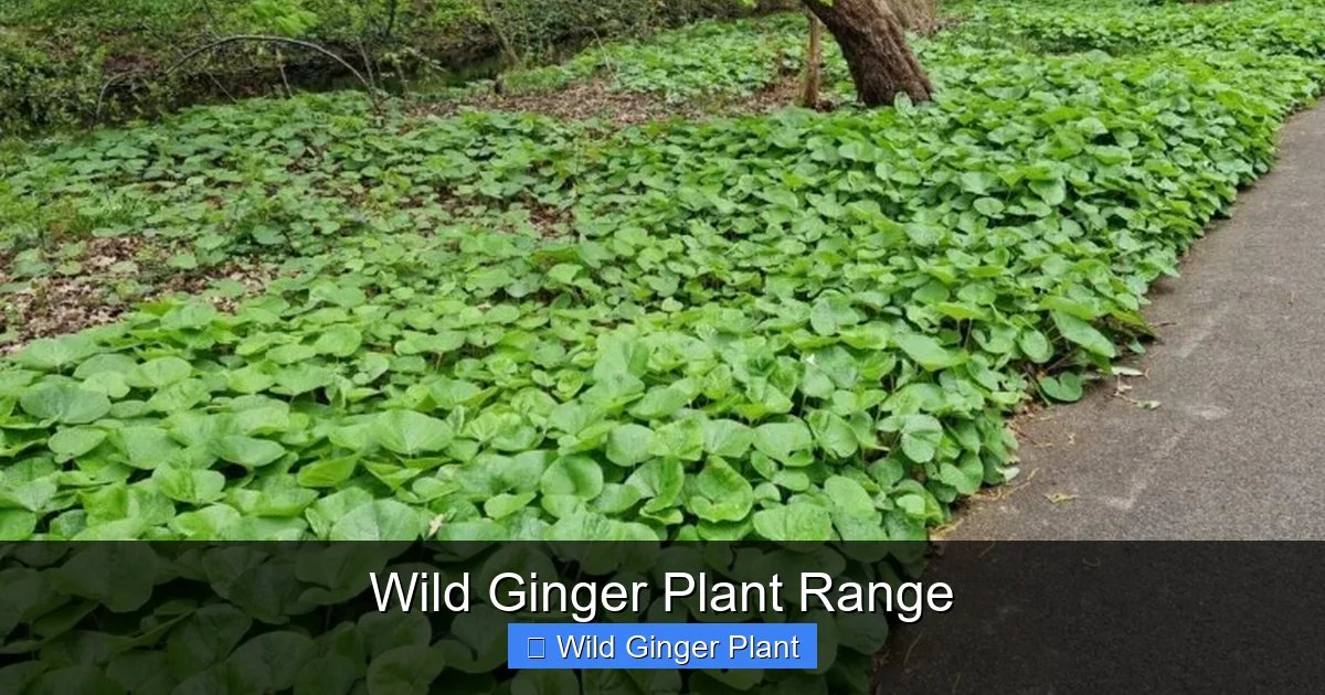 Wild Ginger Plant Range