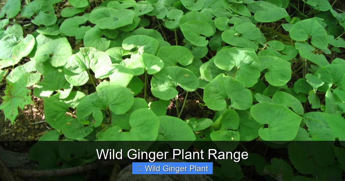 Wild Ginger Plant Range