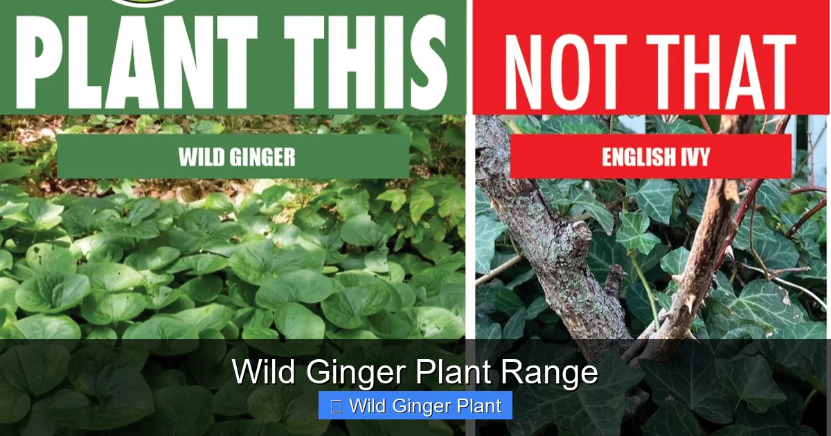 Wild Ginger Plant Range