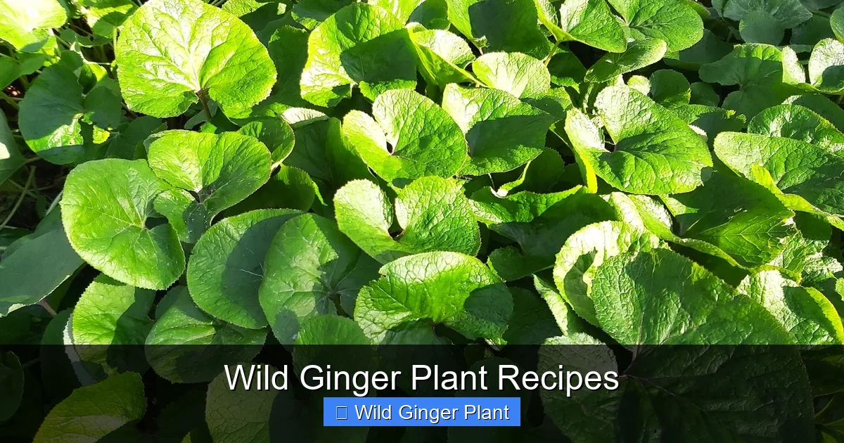 Wild Ginger Plant Recipes