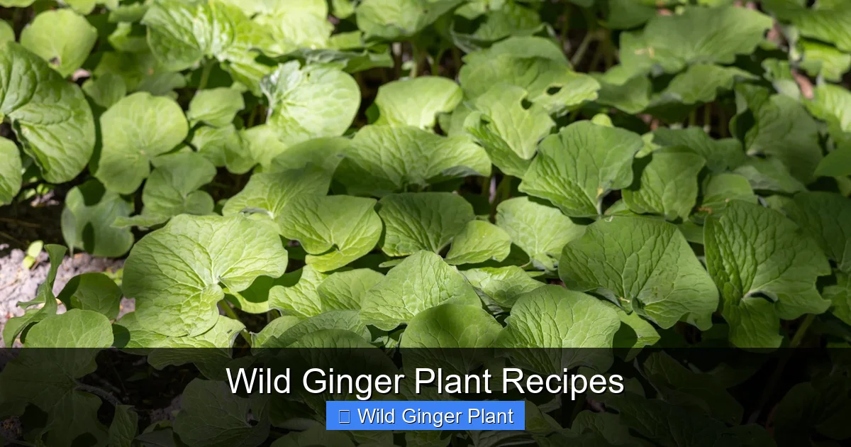 Wild Ginger Plant Recipes