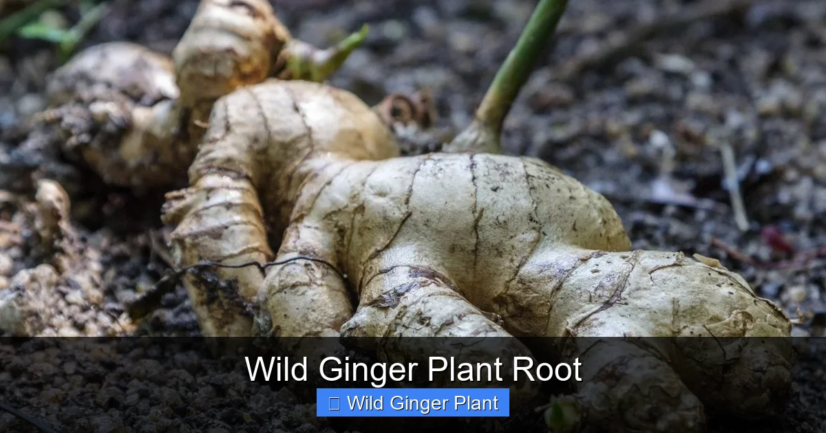 Wild Ginger Plant Root
