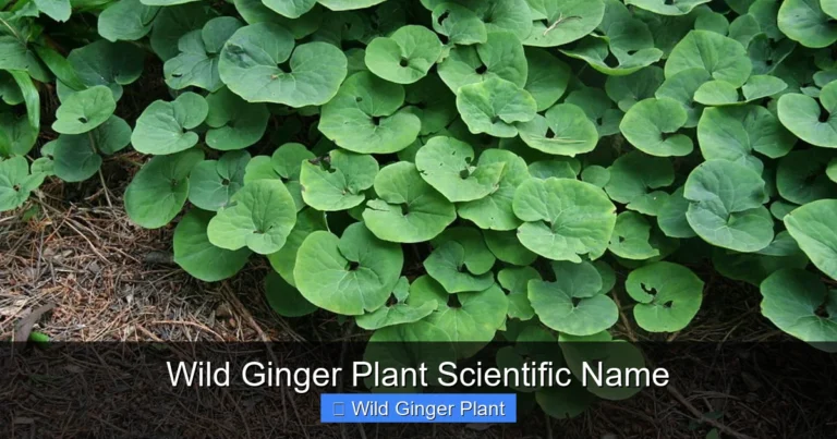 Wild Ginger Plant Scientific Name