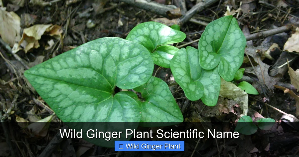 Wild Ginger Plant Scientific Name