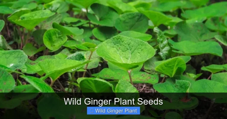 Wild Ginger Plant Seeds