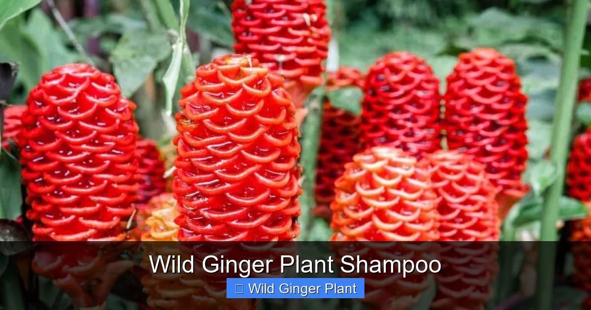 Wild Ginger Plant Shampoo