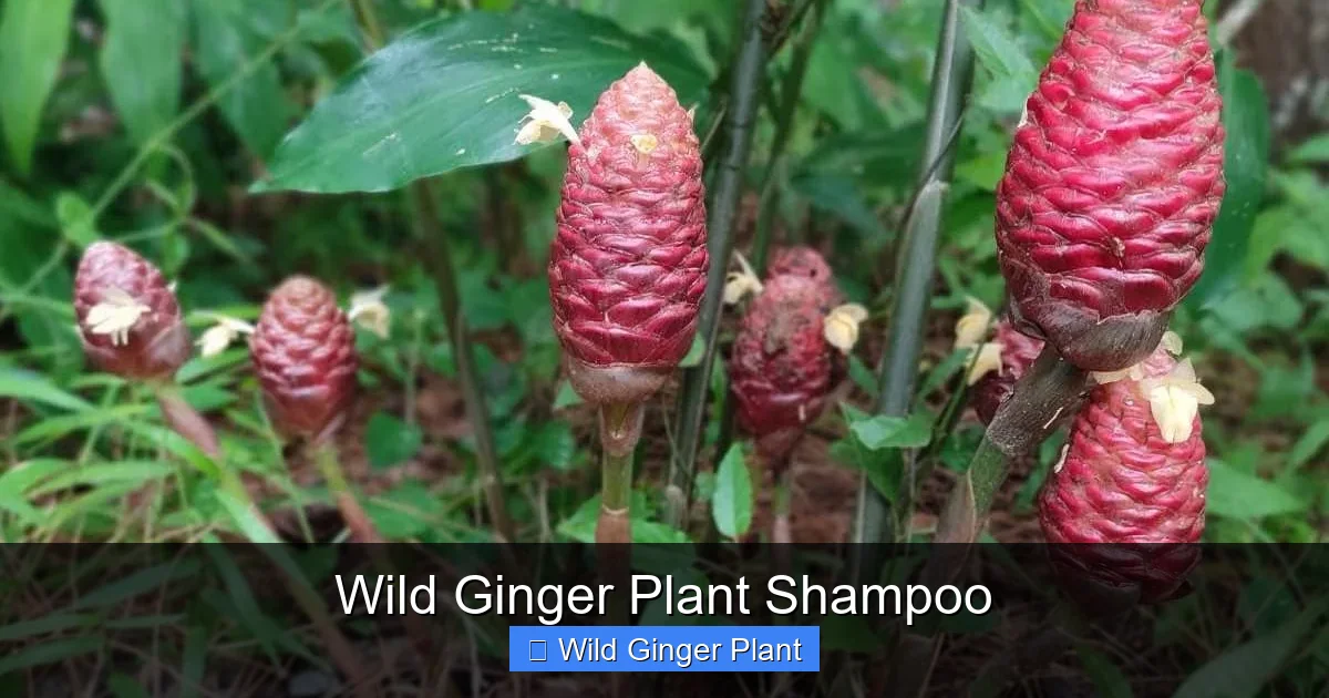 Wild Ginger Plant Shampoo