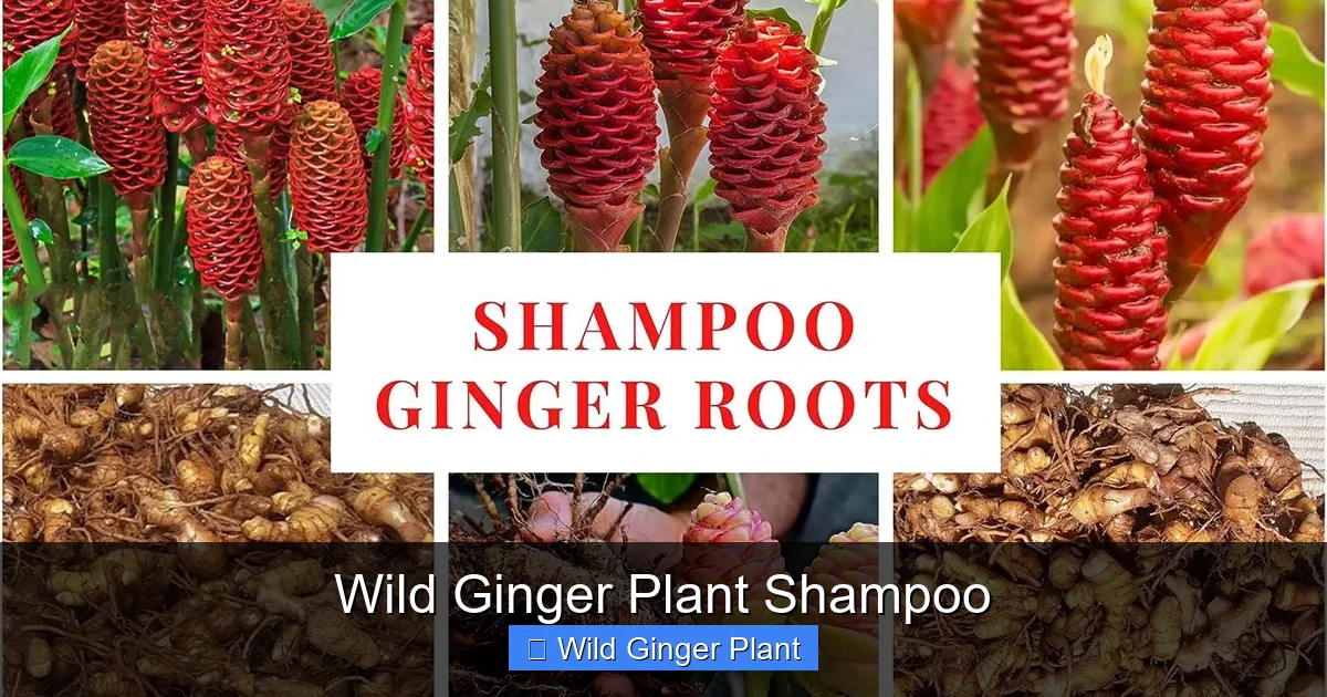 Wild Ginger Plant Shampoo