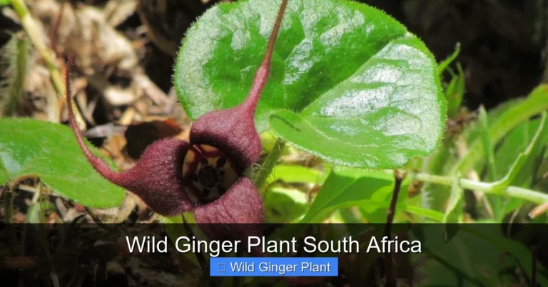 Wild Ginger Plant South Africa