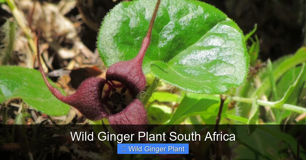 Wild Ginger Plant South Africa