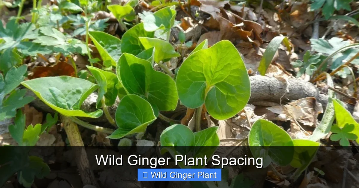 Wild Ginger Plant Spacing