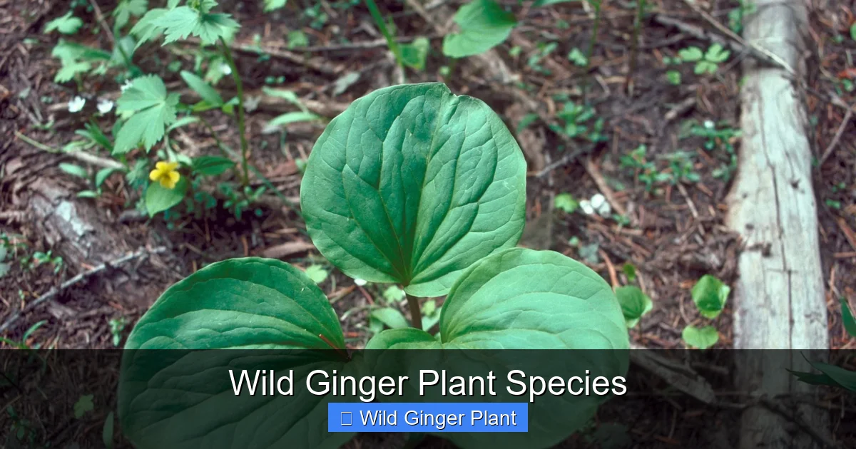 Wild Ginger Plant Species