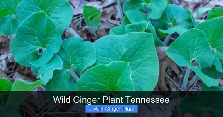 Wild Ginger Plant Tennessee