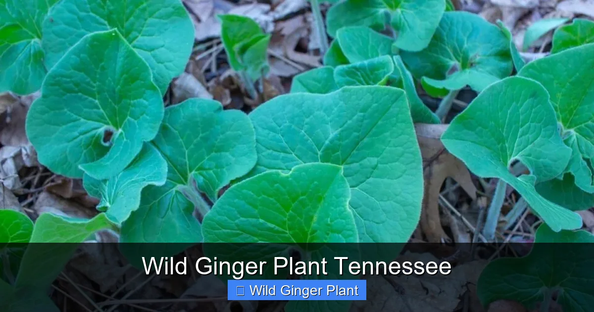 Wild Ginger Plant Tennessee
