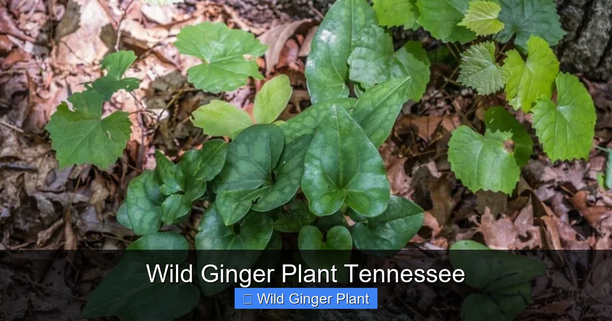Wild Ginger Plant Tennessee