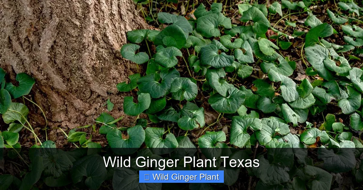 Wild Ginger Plant Texas