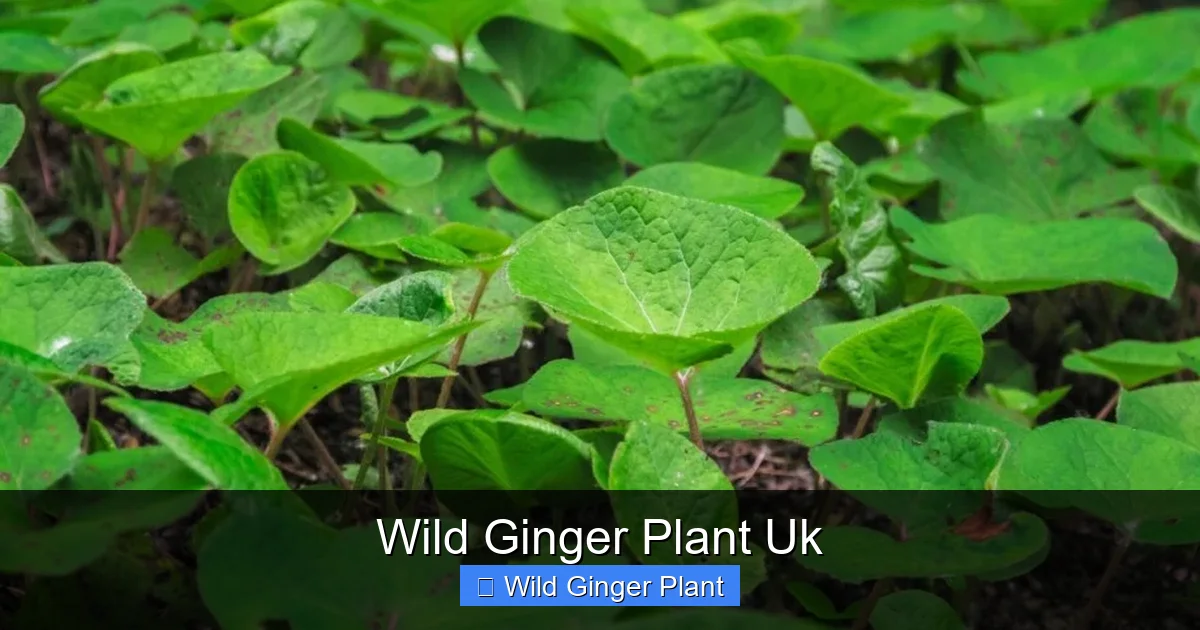 Wild Ginger Plant Uk