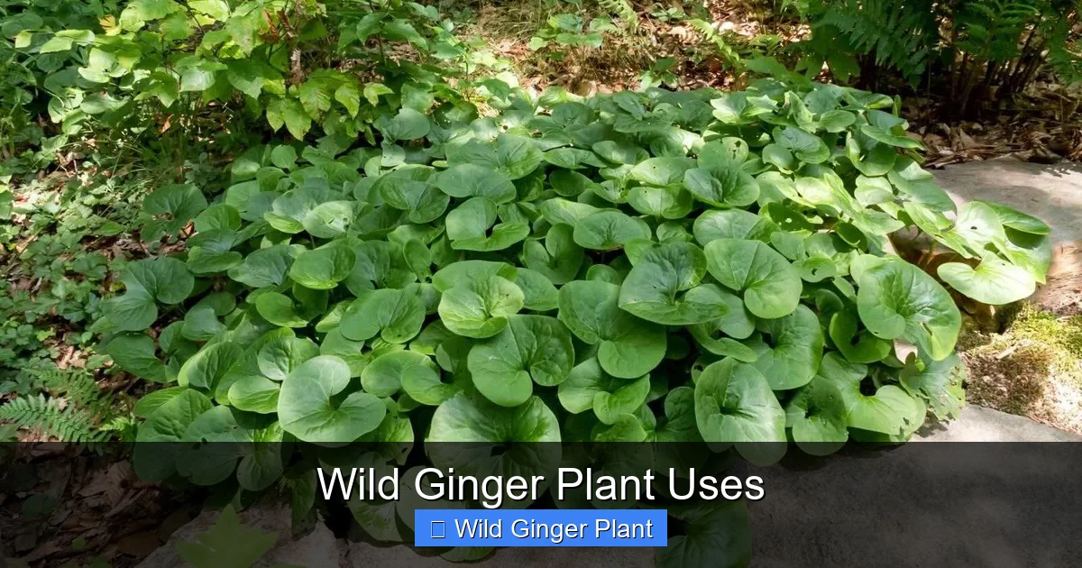 Wild Ginger Plant Uses