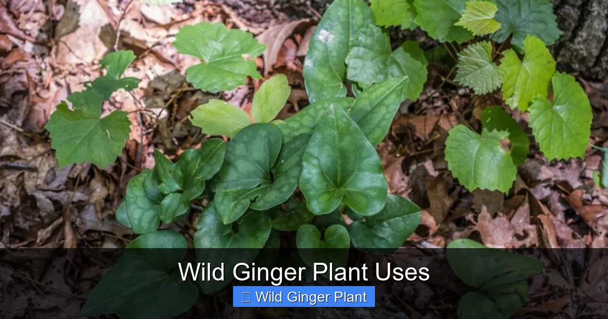 Wild Ginger Plant Uses