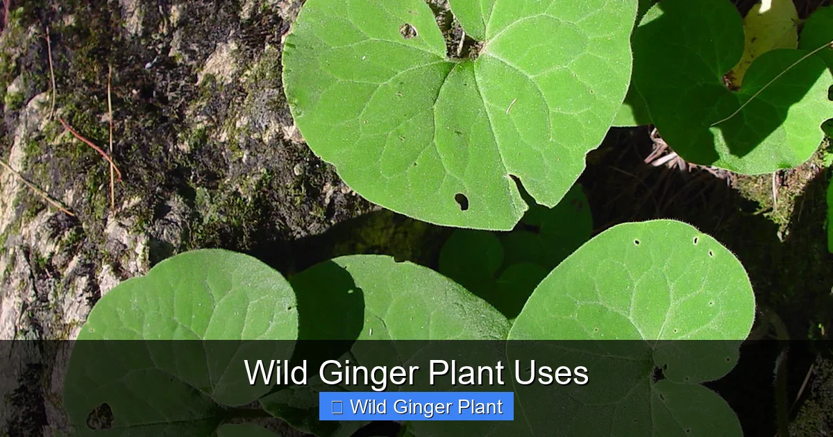 Wild Ginger Plant Uses