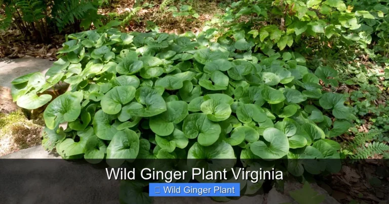 Wild Ginger Plant Virginia