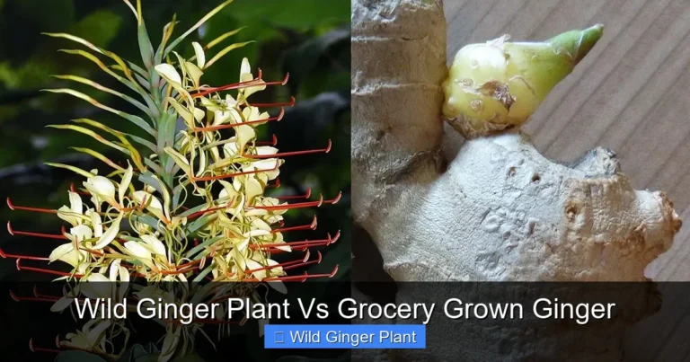 Wild Ginger Plant Vs Grocery Grown Ginger