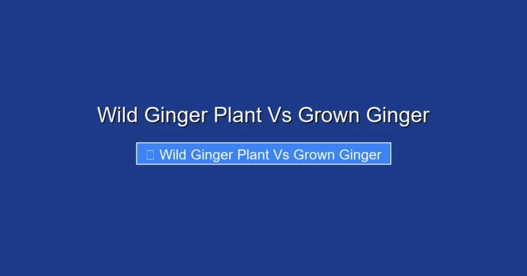 Wild Ginger Plant Vs Grown Ginger