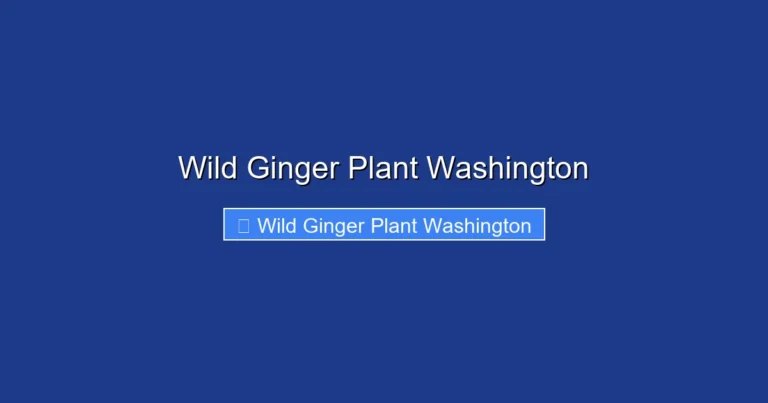 Wild Ginger Plant Washington