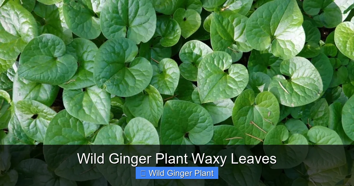 Wild Ginger Plant Waxy Leaves