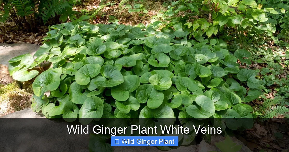 Wild Ginger Plant White Veins